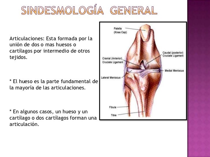 artrologia veterinaria